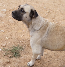 PAMINA, Hund, Mischlingshund in Griechenland - Bild 4