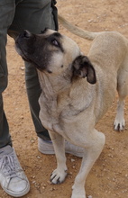 PAMINA, Hund, Mischlingshund in Griechenland - Bild 5