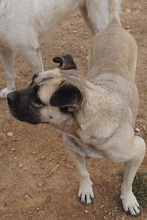 PAMINA, Hund, Mischlingshund in Griechenland - Bild 7
