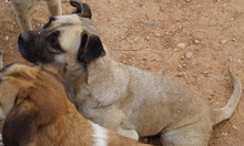 PAMINA, Hund, Mischlingshund in Griechenland - Bild 8
