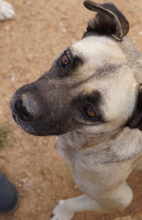 PAMINA, Hund, Mischlingshund in Griechenland - Bild 9