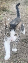 DRAKI, Katze, Hauskatze in Griechenland - Bild 10