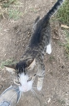 DRAKI, Katze, Hauskatze in Griechenland - Bild 11