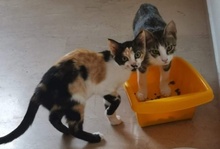 RUFO, Katze, Hauskatze in Griechenland - Bild 1