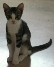 RUFO, Katze, Hauskatze in Griechenland - Bild 2