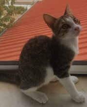 RUFO, Katze, Hauskatze in Griechenland - Bild 7