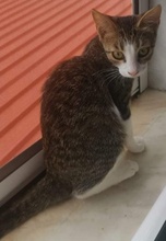 RUFO, Katze, Hauskatze in Griechenland - Bild 8