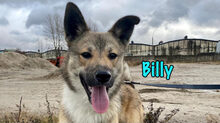 BILLY, Hund, Mischlingshund in Russische Föderation - Bild 1