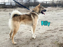 BILLY, Hund, Mischlingshund in Russische Föderation - Bild 2