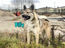 BILLY, Hund, Mischlingshund in Russische Föderation - Bild 3