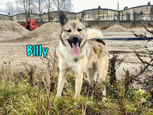 BILLY, Hund, Mischlingshund in Russische Föderation - Bild 5