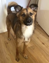 KALI, Hund, Mischlingshund in Wentorf - Bild 1