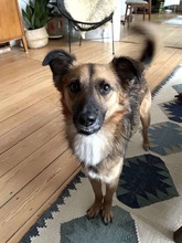 KALI, Hund, Mischlingshund in Wentorf - Bild 2
