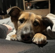 KALI, Hund, Mischlingshund in Wentorf - Bild 4