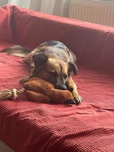 KALI, Hund, Mischlingshund in Wentorf - Bild 5