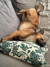 KALI, Hund, Mischlingshund in Wentorf - Bild 7