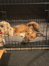 KALI, Hund, Mischlingshund in Wentorf - Bild 8