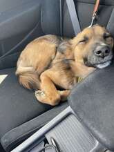 KALI, Hund, Mischlingshund in Wentorf - Bild 9