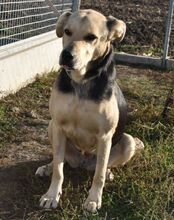 LILU, Hund, Mischlingshund in Ungarn - Bild 3