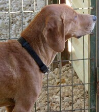 COSMO, Hund, Jagdhund-Mix in Zypern - Bild 4
