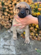 PÖSZE, Hund, Mischlingshund in Ungarn - Bild 1