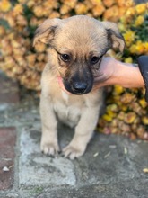 PÖSZE, Hund, Mischlingshund in Ungarn - Bild 2
