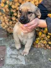 PÖSZE, Hund, Mischlingshund in Ungarn - Bild 3
