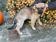 PÖSZE, Hund, Mischlingshund in Ungarn - Bild 4