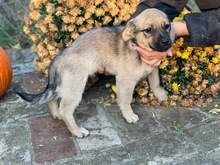 PÖSZE, Hund, Mischlingshund in Ungarn - Bild 5