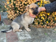 PÖSZE, Hund, Mischlingshund in Ungarn - Bild 6