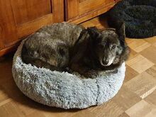 SCILLA, Hund, Mischlingshund in Bad Vilbel - Bild 6