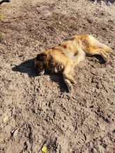 MALNA, Hund, Mischlingshund in Ungarn - Bild 2