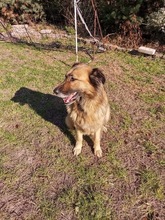 MALNA, Hund, Mischlingshund in Ungarn - Bild 6