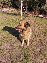 MALNA, Hund, Mischlingshund in Ungarn - Bild 7