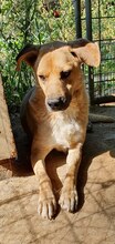 BLONDU, Hund, Mischlingshund in Rumänien - Bild 1