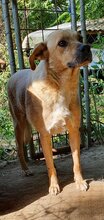 BLONDU, Hund, Mischlingshund in Rumänien - Bild 3