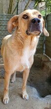 BLONDU, Hund, Mischlingshund in Rumänien - Bild 4