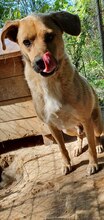 BLONDU, Hund, Mischlingshund in Rumänien - Bild 5