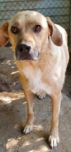 BLONDU, Hund, Mischlingshund in Rumänien - Bild 6