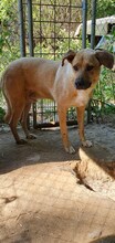BLONDU, Hund, Mischlingshund in Rumänien - Bild 7