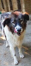 DENIZA, Hund, Mischlingshund in Rumänien - Bild 2