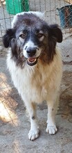 DENIZA, Hund, Mischlingshund in Rumänien - Bild 3