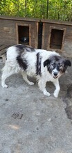 DENIZA, Hund, Mischlingshund in Rumänien - Bild 4