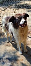DENIZA, Hund, Mischlingshund in Rumänien - Bild 6
