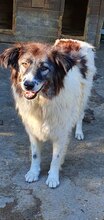DENIZA, Hund, Mischlingshund in Rumänien - Bild 7