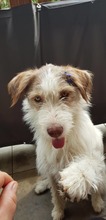 DAKOTA, Hund, Mischlingshund in Rumänien - Bild 1