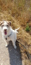 DAKOTA, Hund, Mischlingshund in Rumänien - Bild 5