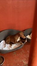 DIANA, Hund, Podenco in Spanien - Bild 3