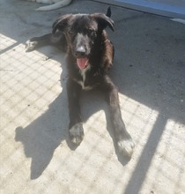 GERD, Hund, Mischlingshund in Kroatien - Bild 3