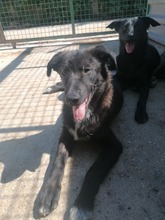 GERD, Hund, Mischlingshund in Kroatien - Bild 5